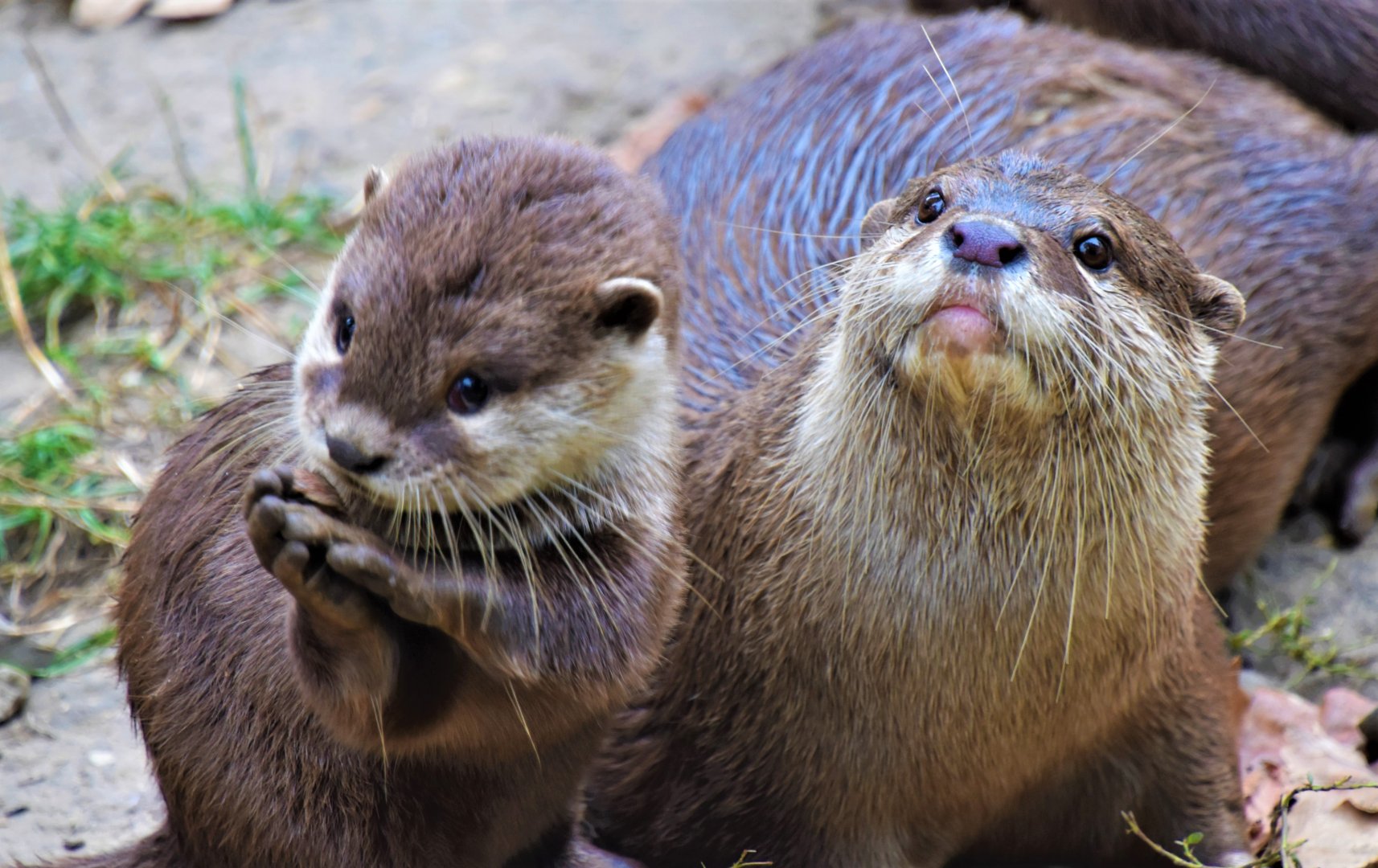Cute small-clawed otters