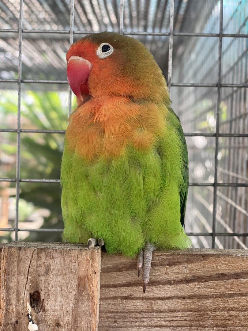 Cutteslowe Park Aviary - Lovebird