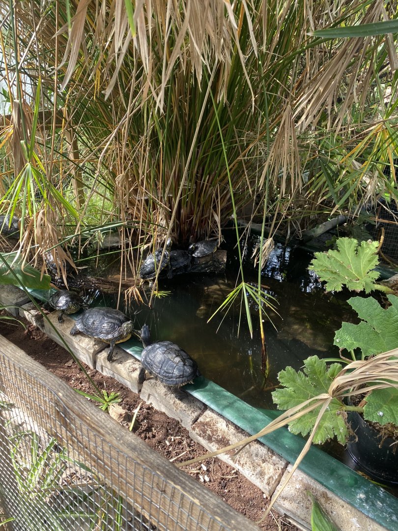 Cutteslowe Park Aviary - Pond Slider Exhibit
