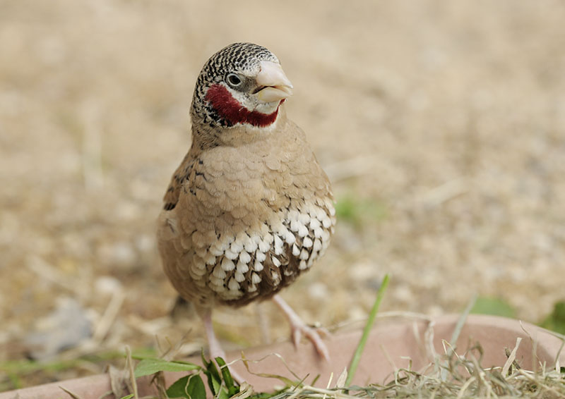 Cutthroat finch, singing male