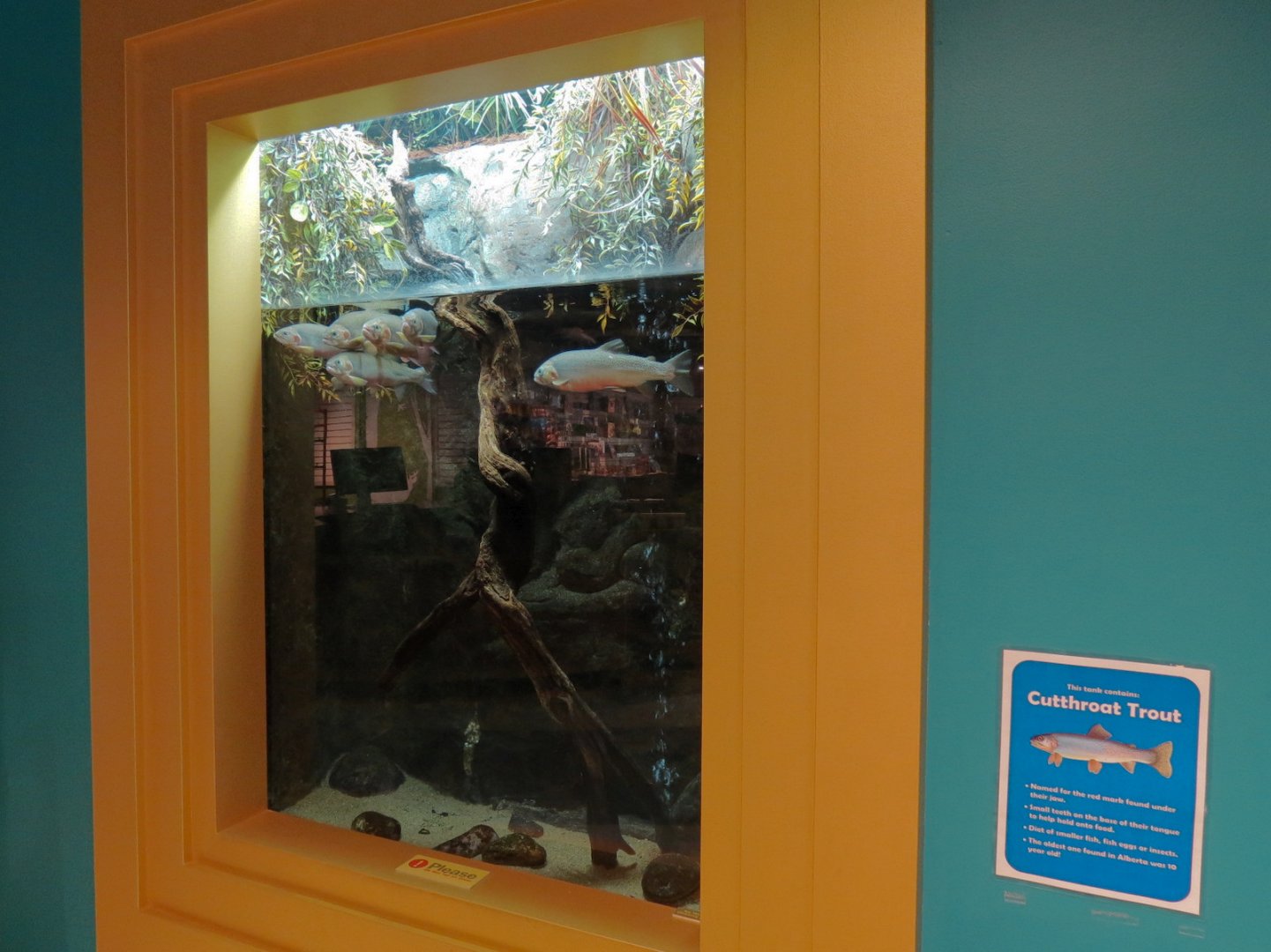 Cutthroat Trout Exhibit in Lobby