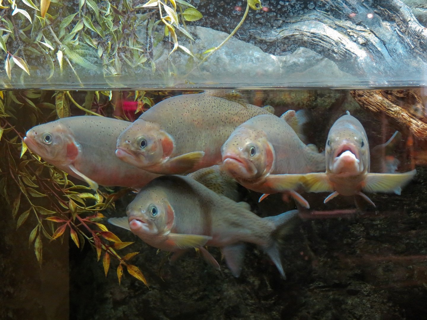 Cutthroat Trout Exhibit in Lobby
