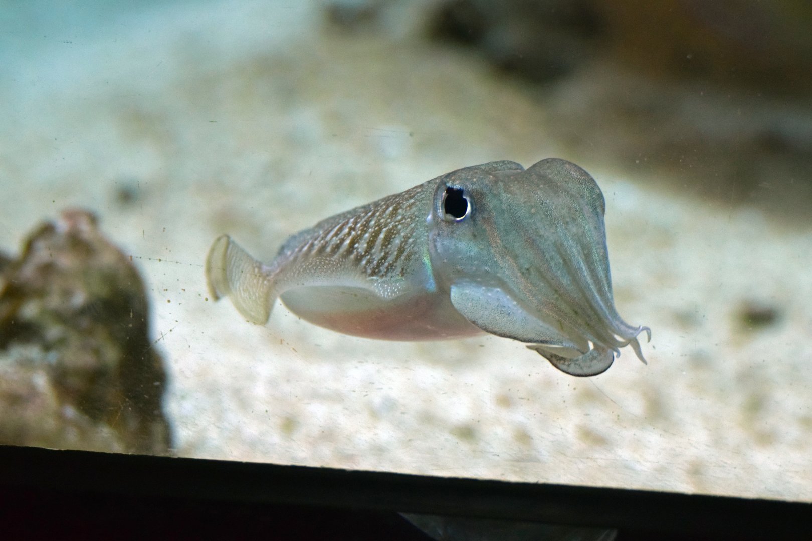 Cuttlefish, 13.10.2019