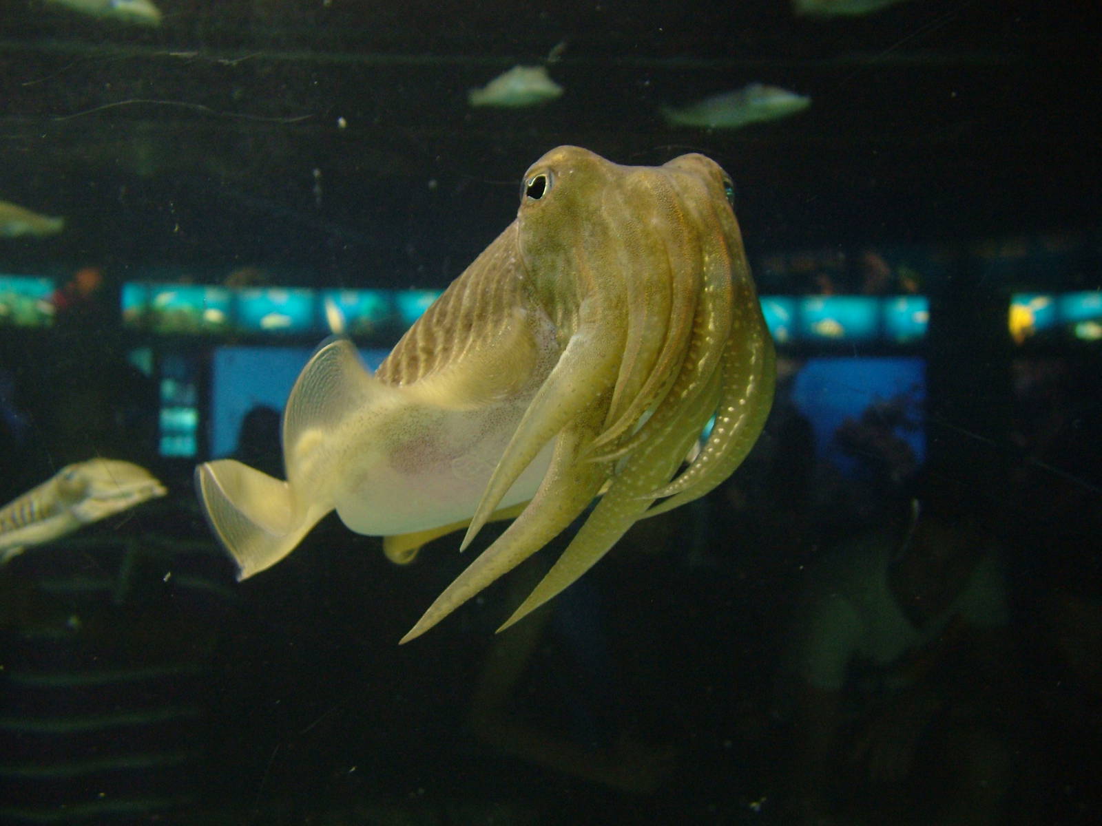 Cuttlefish at Barcelona Aquarium, 31/05/11