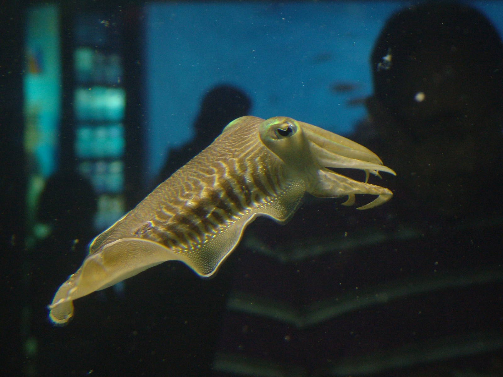 Cuttlefish at Barcelona Aquarium, 31/05/11