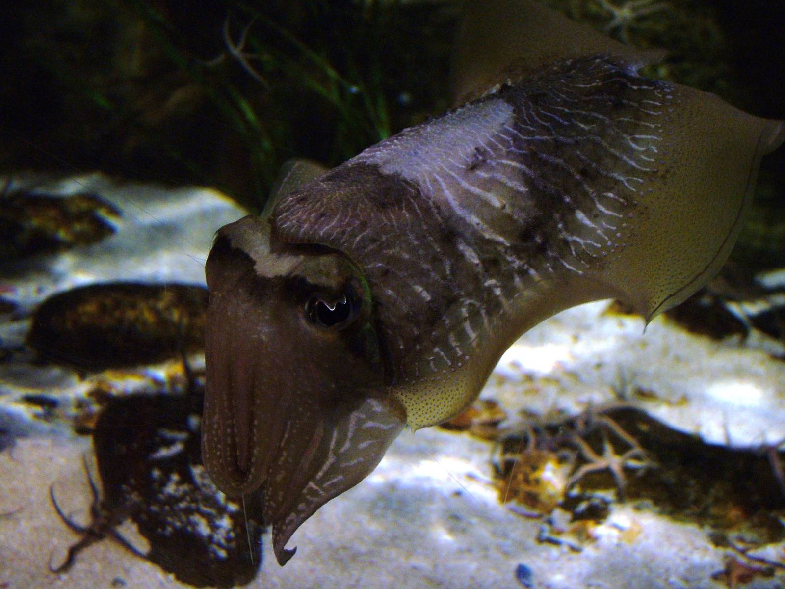 Cuttlefish at Blue Reef Newquay 11/04/09