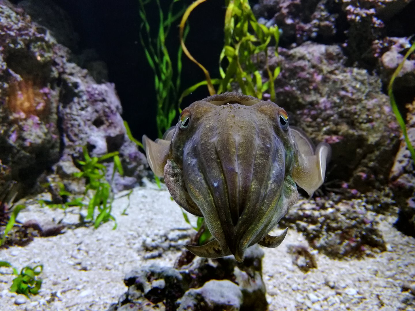 Cuttlefish at NEAQ