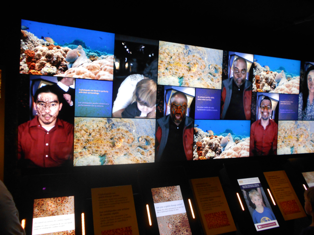 Cuttlefish camouflage interactive