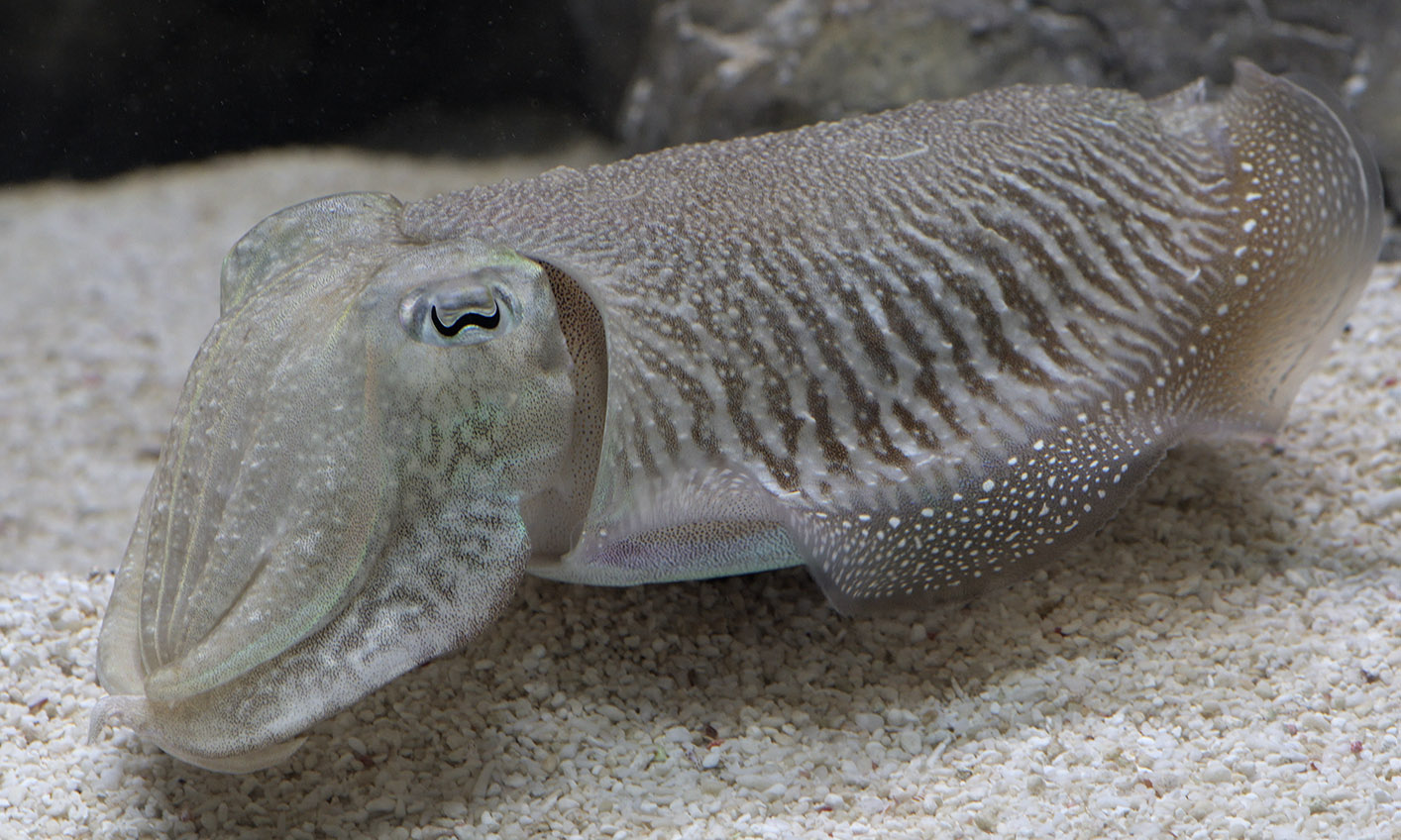 Cuttlefish close-up