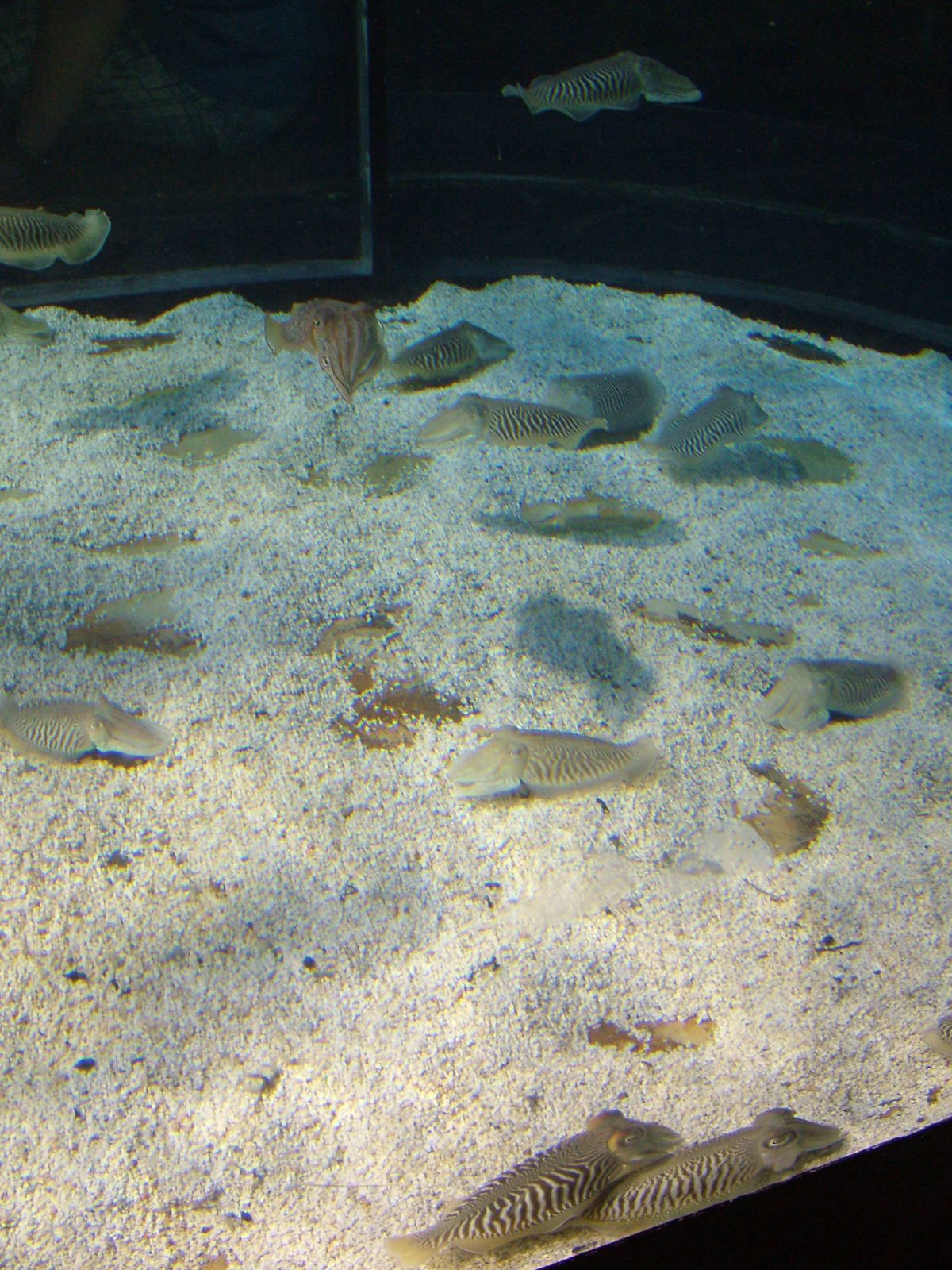 Cuttlefish Exhibit at Barcelona Aquarium, 31/05/11