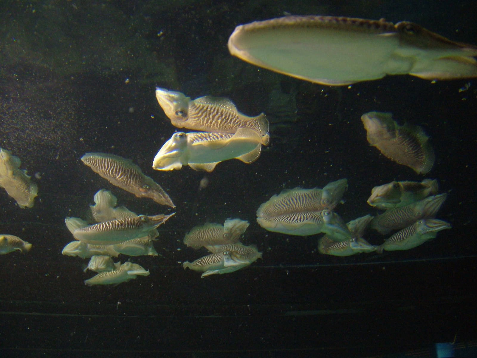 Cuttlefish Exhibit at Barcelona Aquarium, 31/05/11