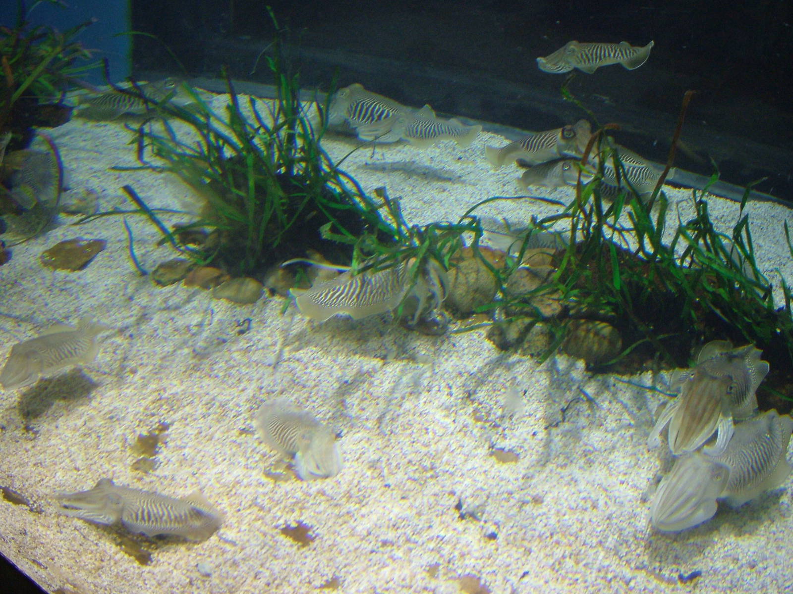 Cuttlefish Exhibit at Barcelona Aquarium, 31/05/11