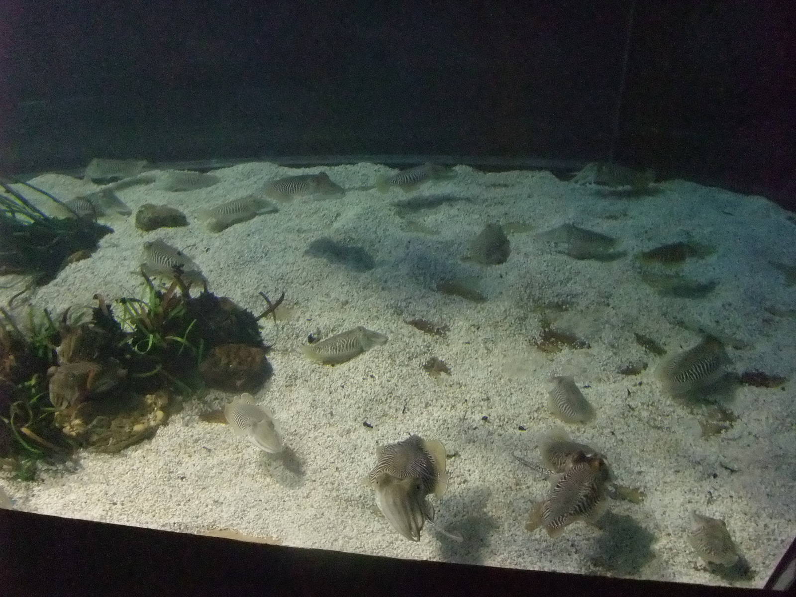 Cuttlefish Exhibit at Barcelona Aquarium, 31/05/11