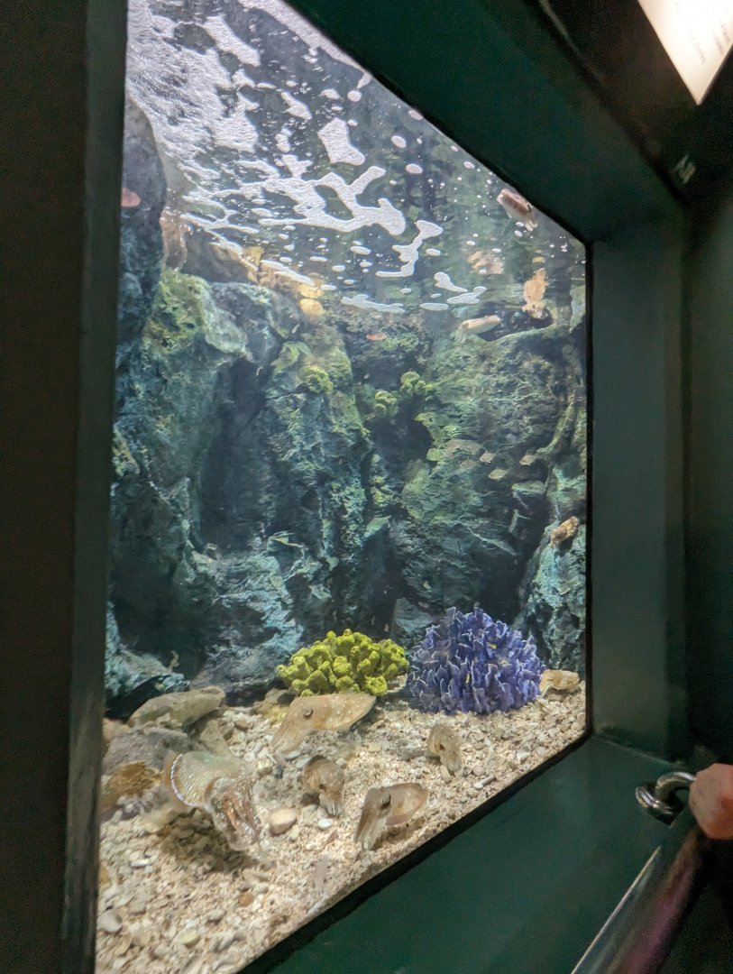 Cuttlefish Exhibit - Rayong Aquarium