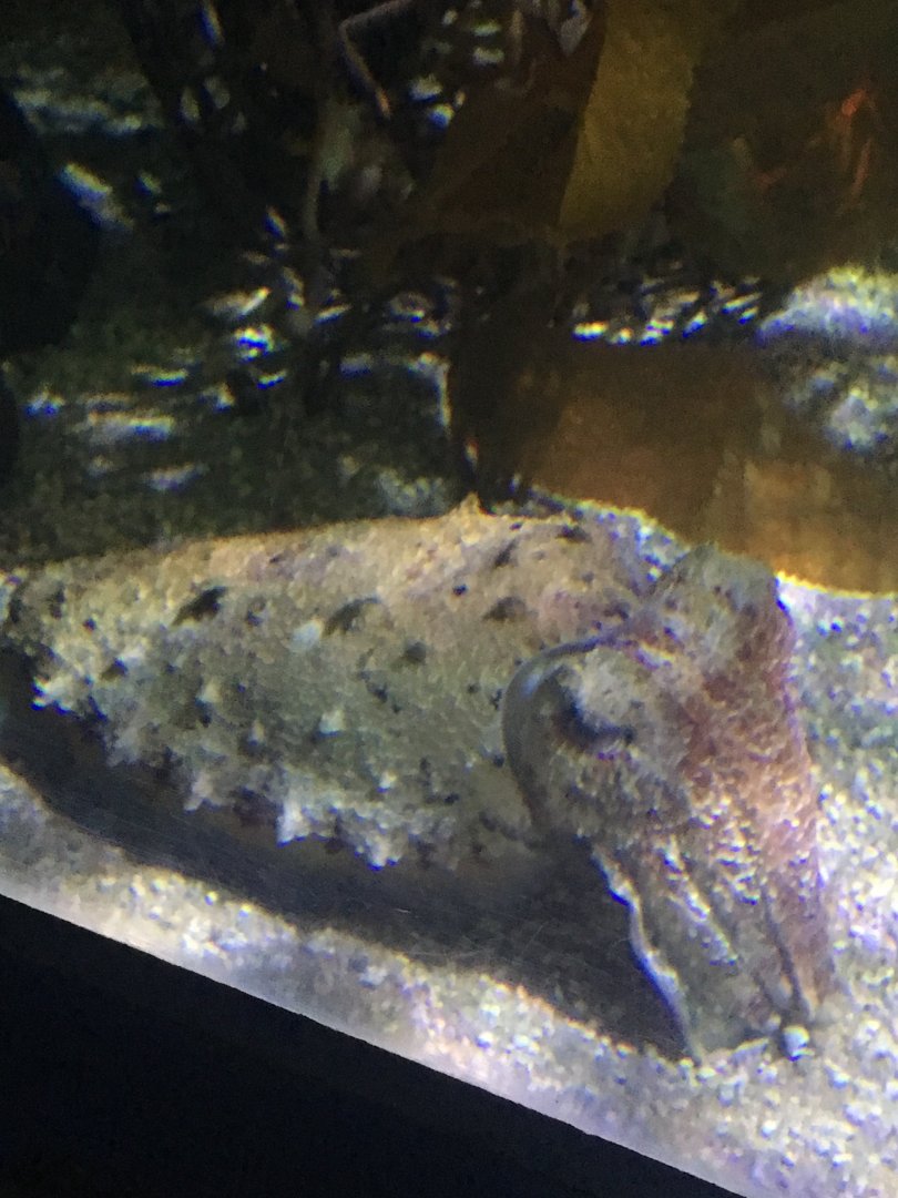 Cuttlefish ID?