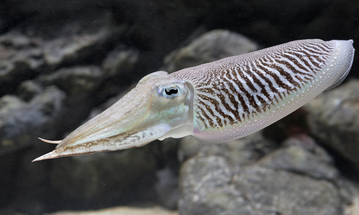 Cuttlefish in a hurry