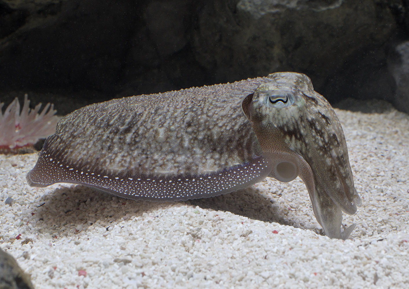 Cuttlefish investigating a hole
