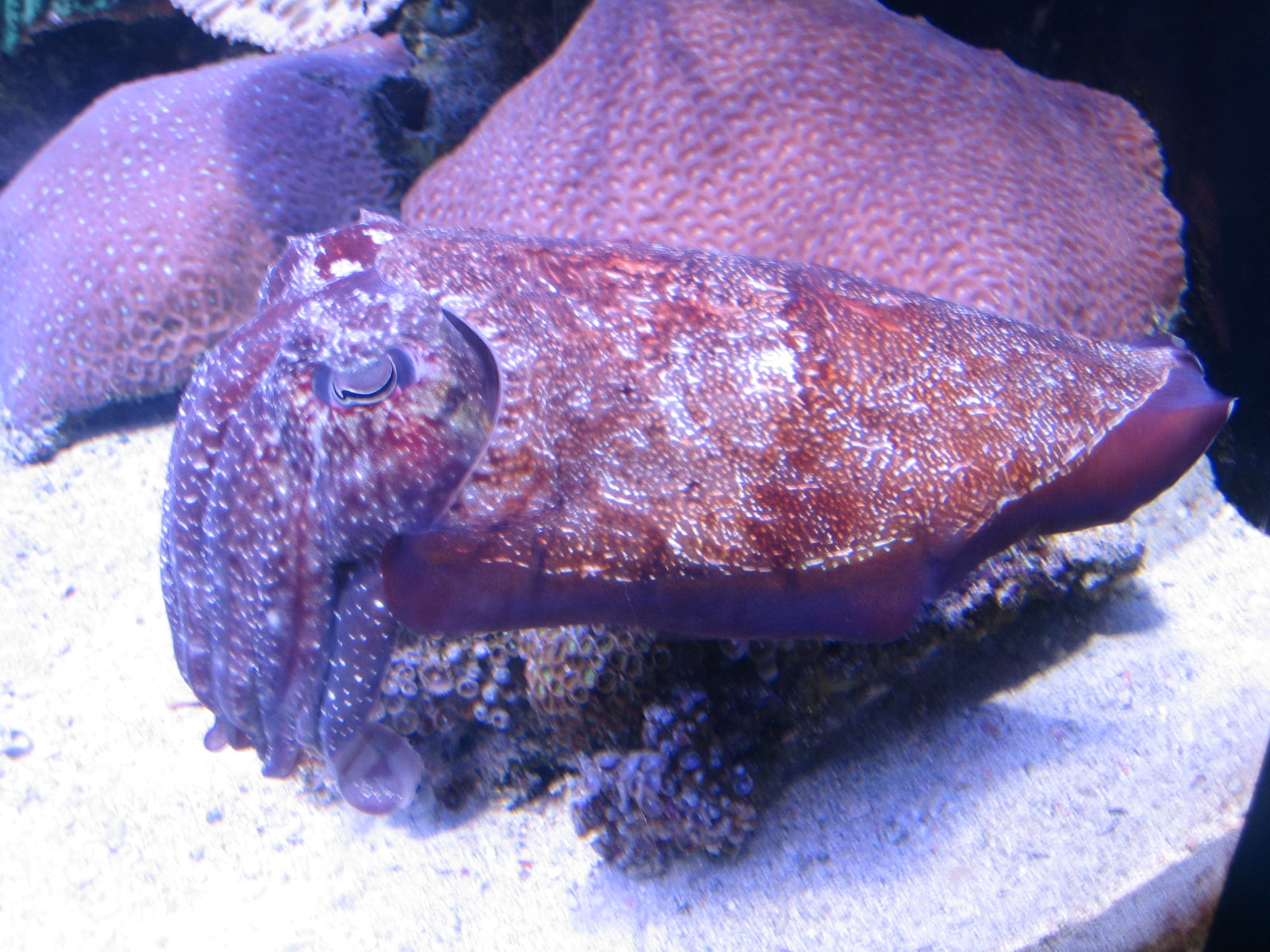 Cuttlefish - Jul 2007