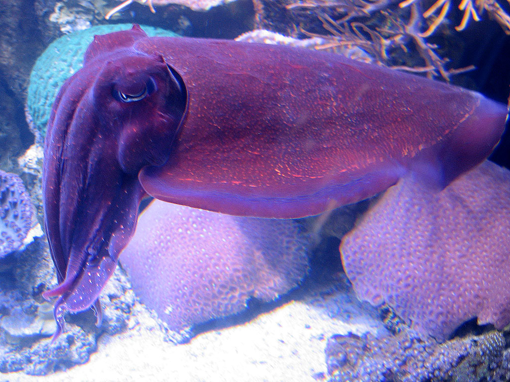 Cuttlefish - Jul 2007