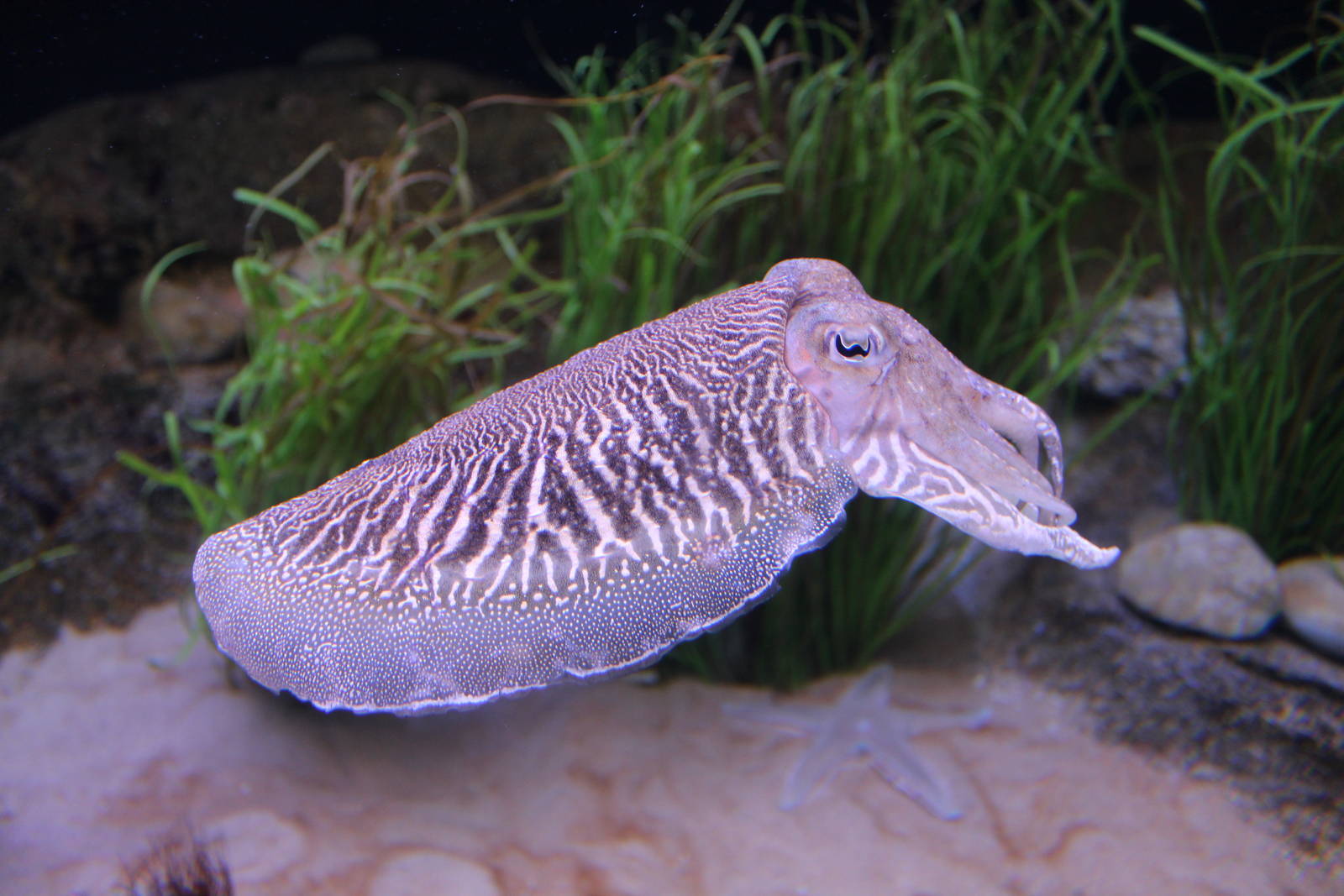 Cuttlefish - Oct 2014