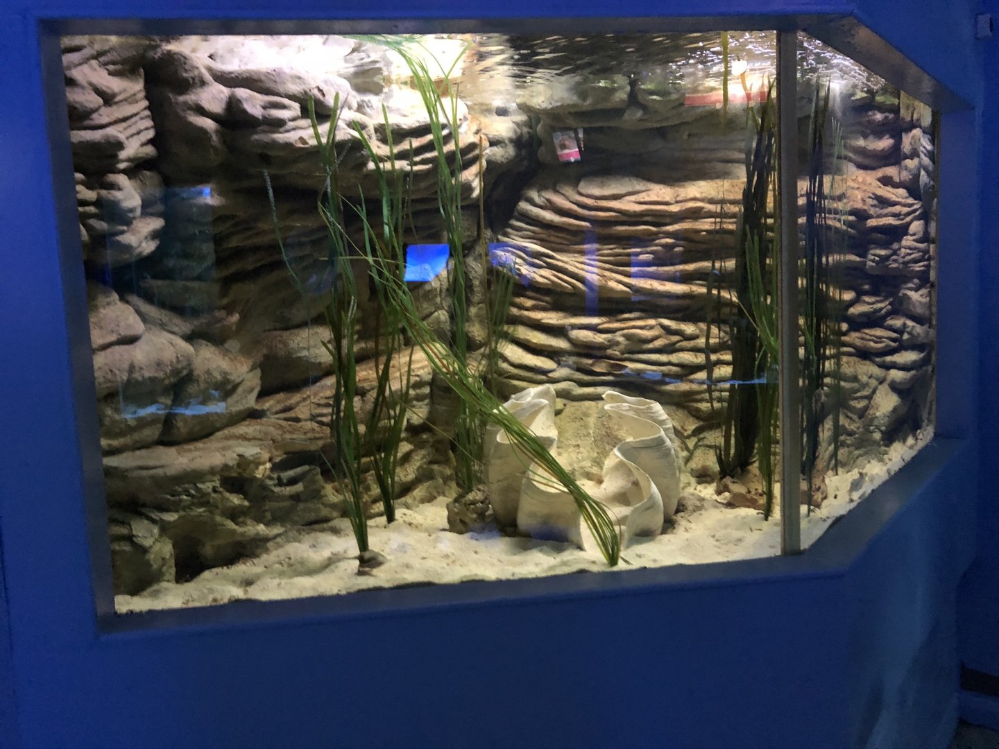 Cuttlefish Tank at Tynemouth Aquarium (2019)