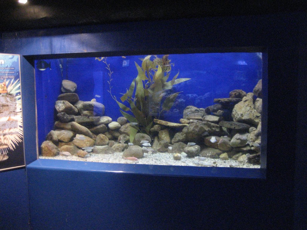 Cuttlefish tank