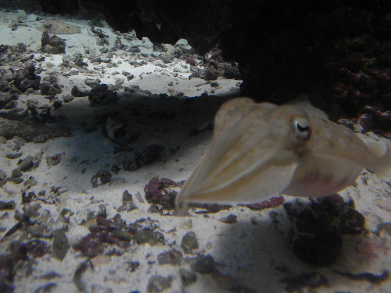 Cuttlefish