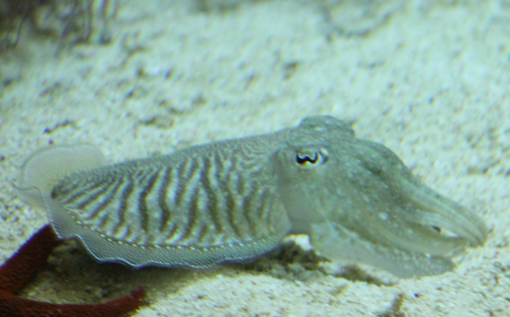 Cuttlefish