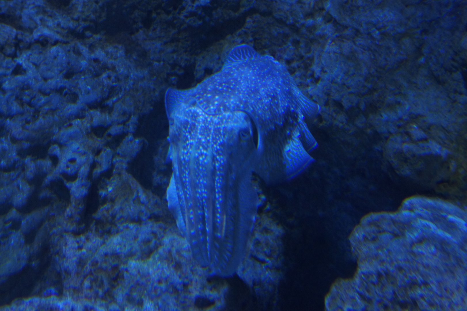 Cuttlefish