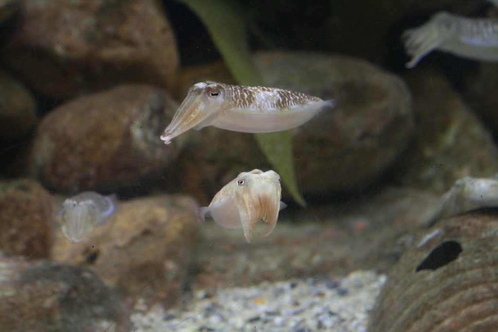 Cuttlefish