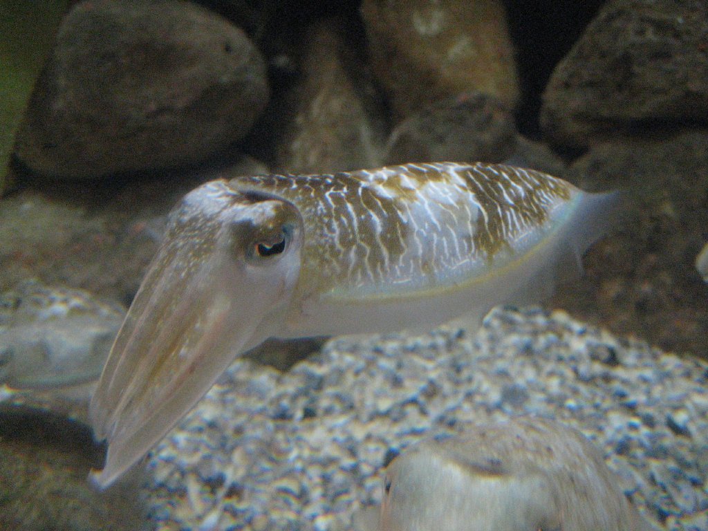 Cuttlefish