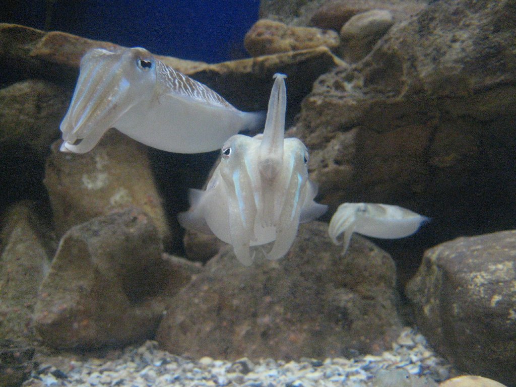 Cuttlefish