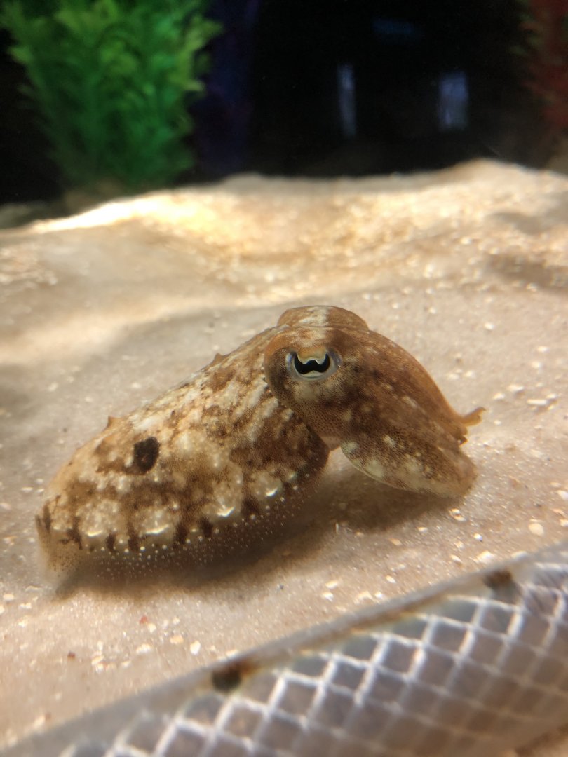 Cuttlefish