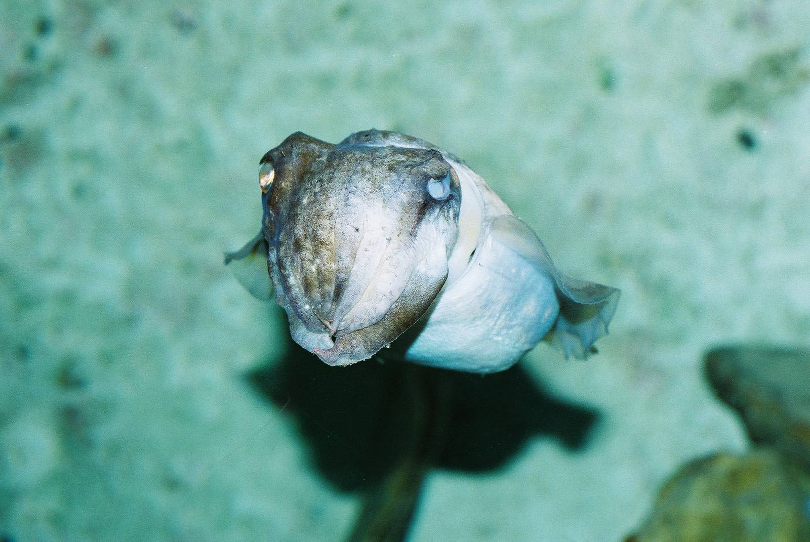 Cuttlefish