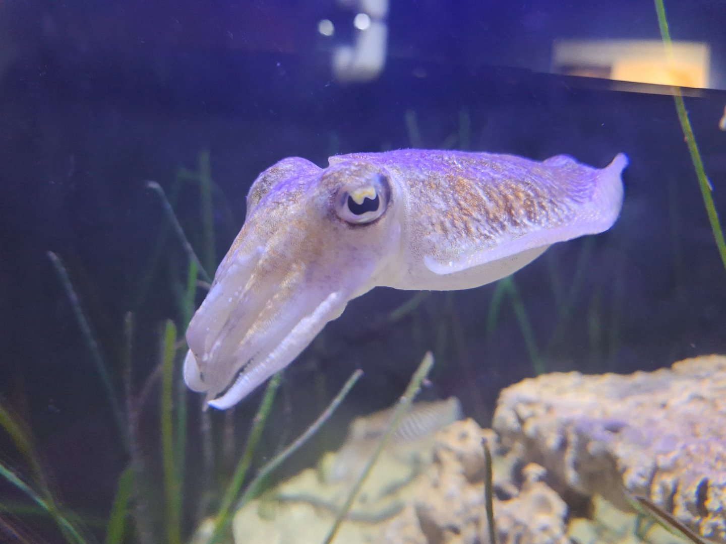 Cuttlefish
