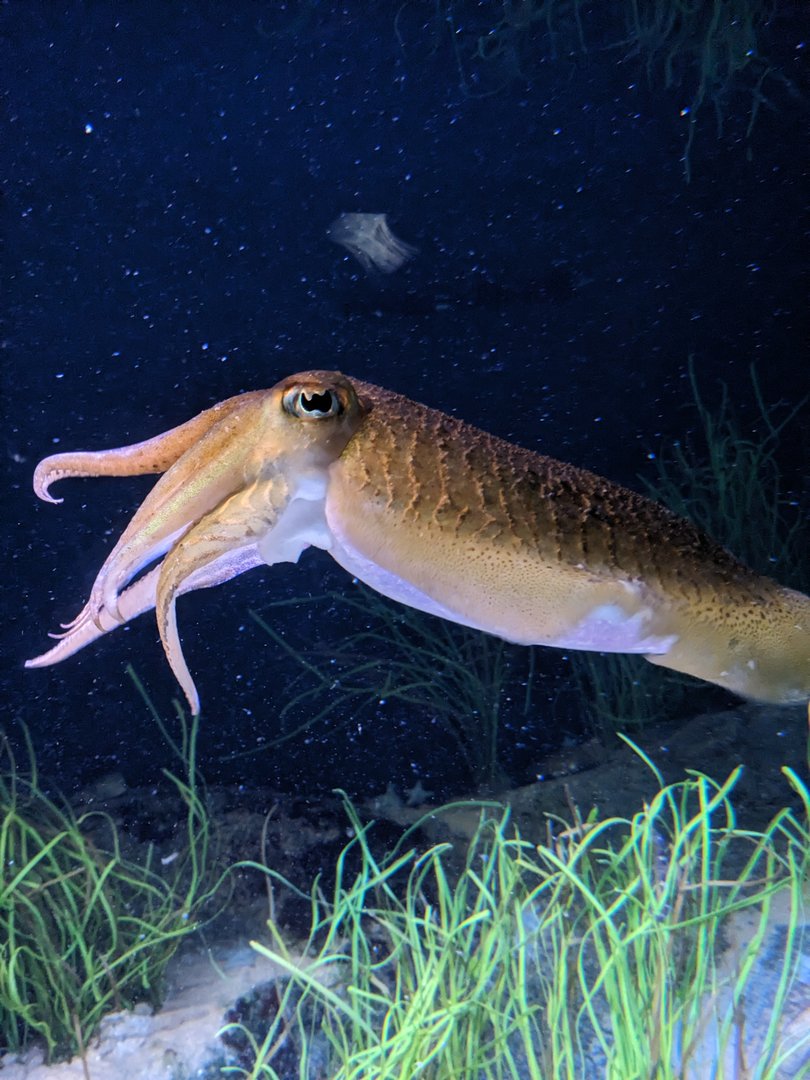 Cuttlefish