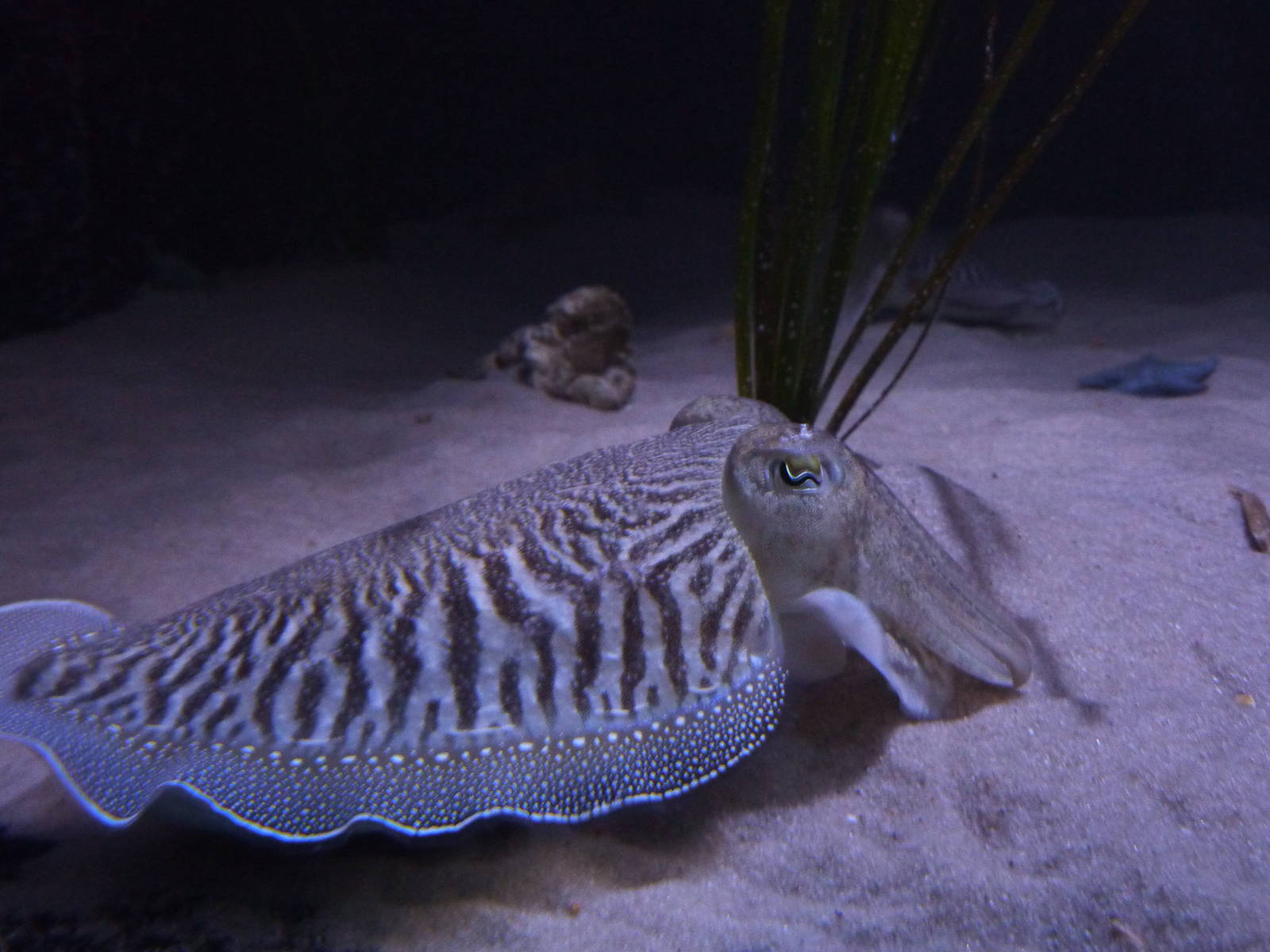 Cuttlefish