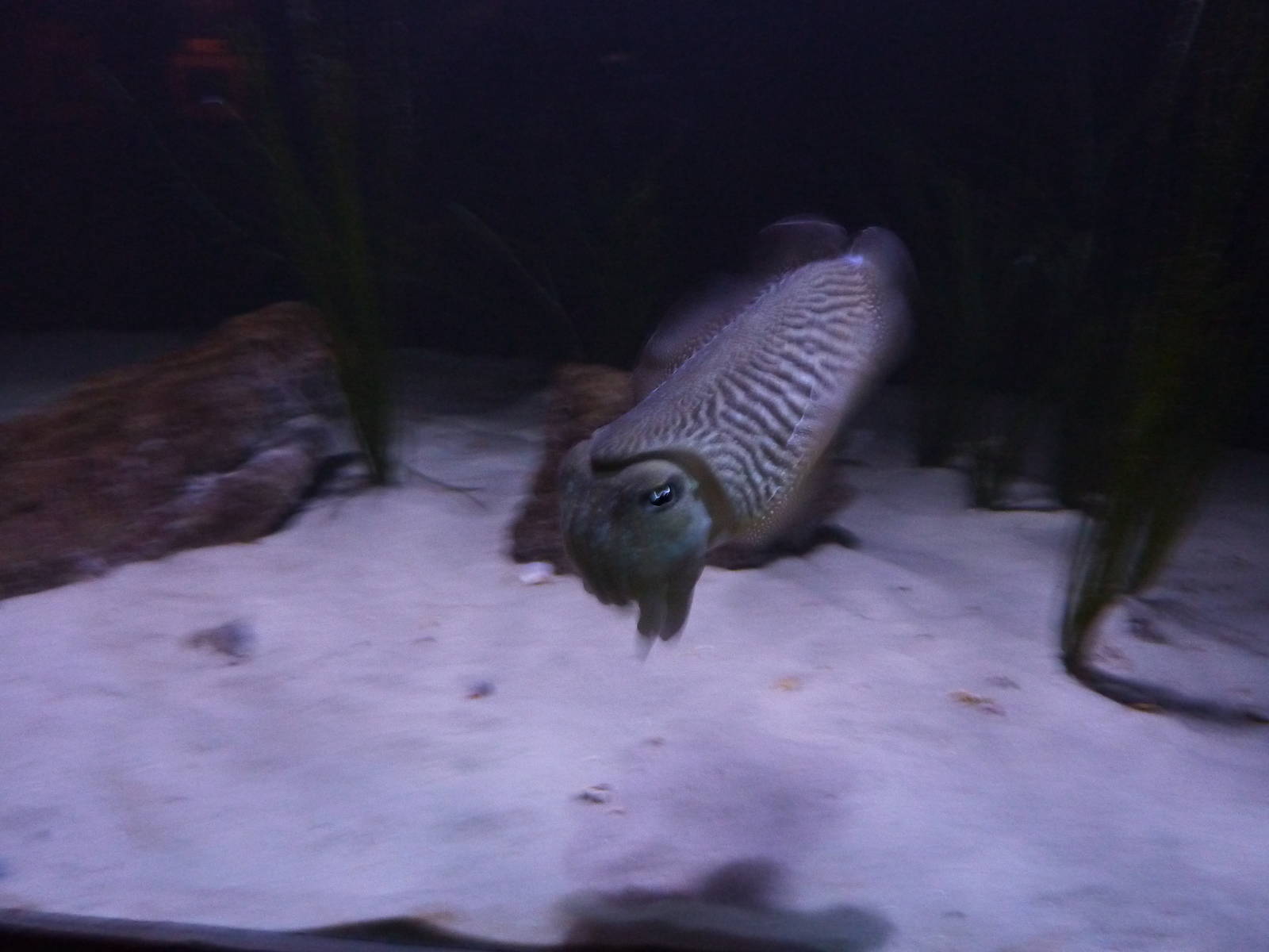 Cuttlefish