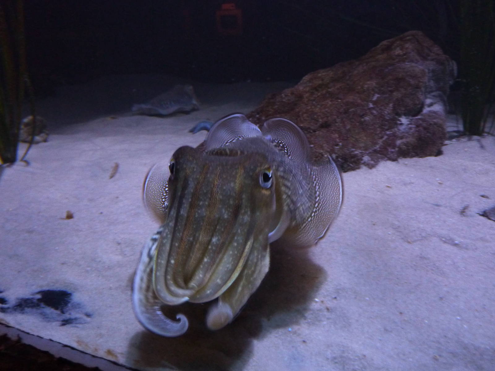 Cuttlefish