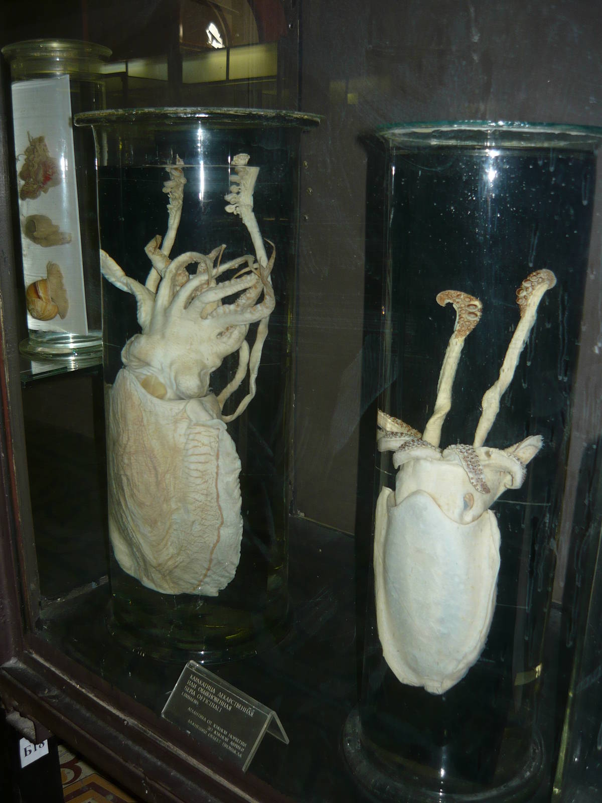 Cuttlefishes wet specimens