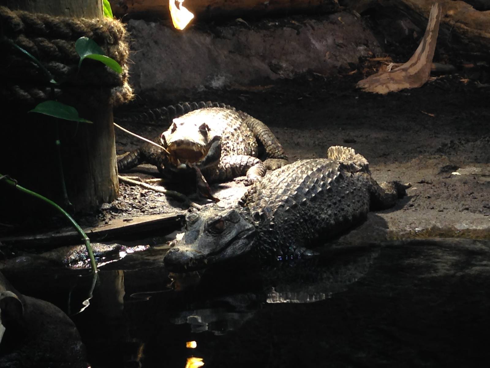 Cuviars Dwarf Caiman at Blue Planet Aquarium - 05/10/2013