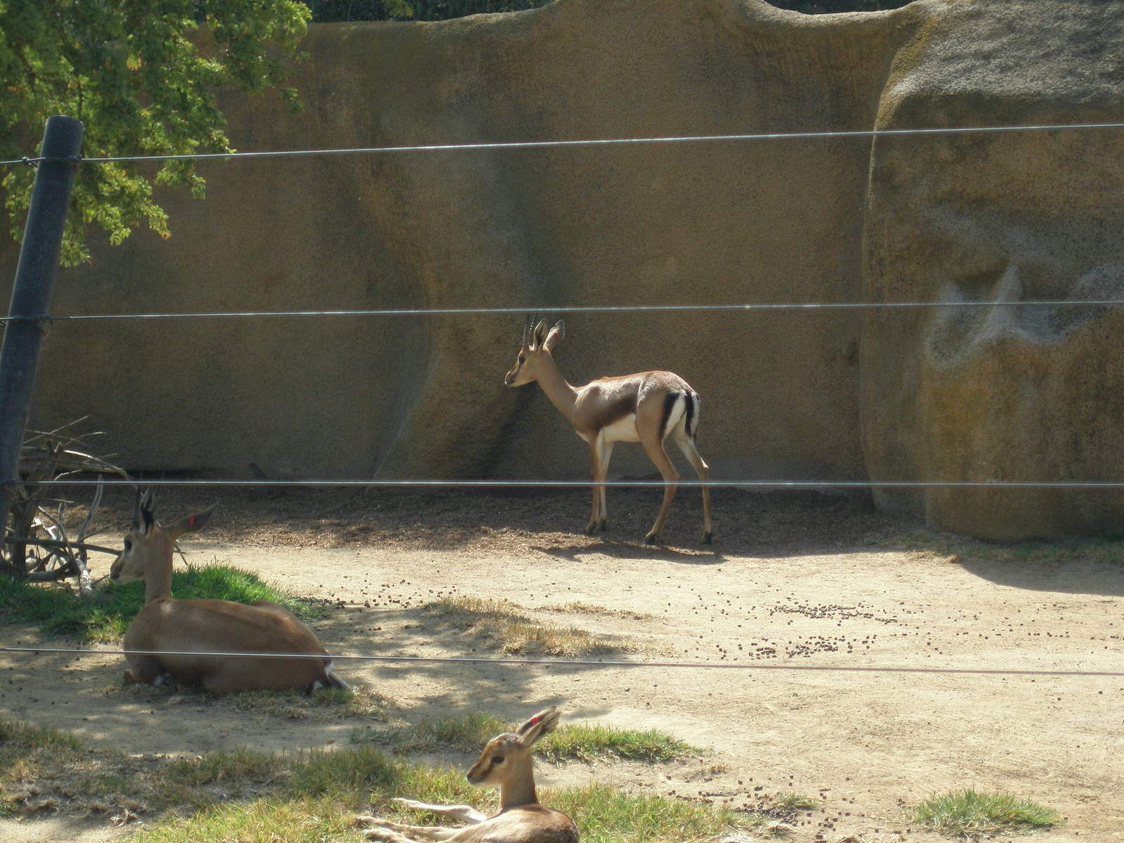 cuvier gazelle