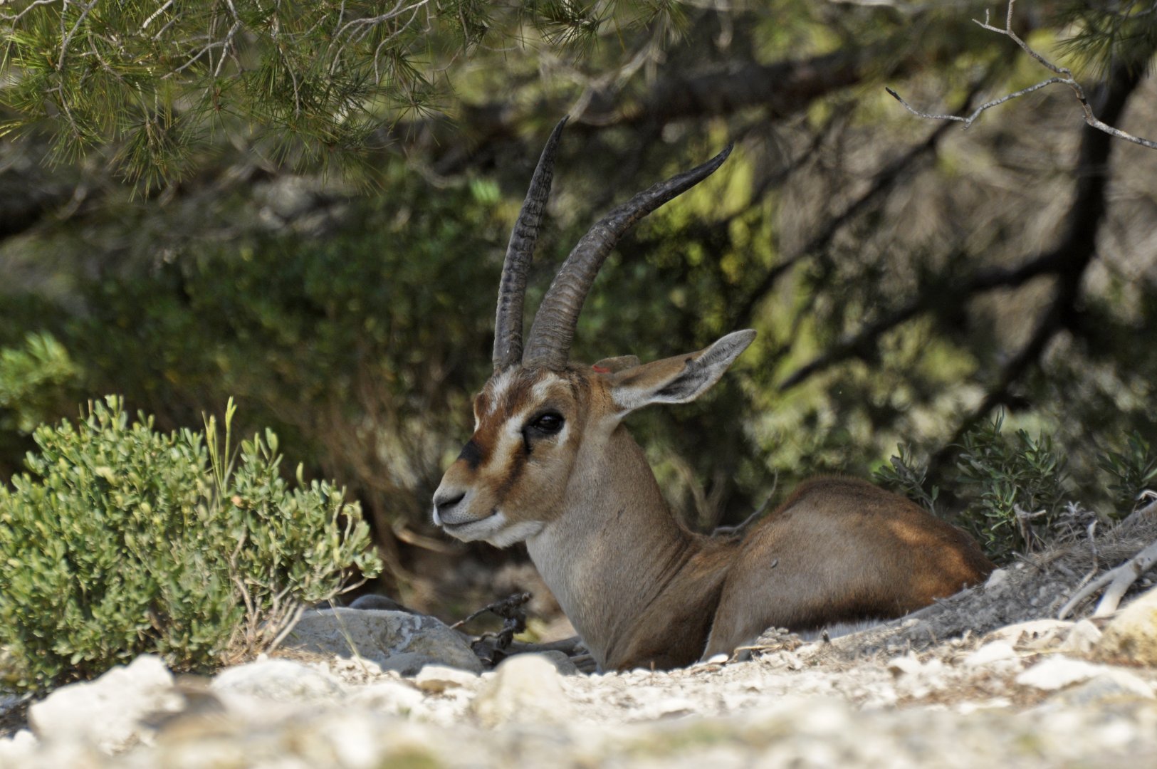 Cuvier gazelle