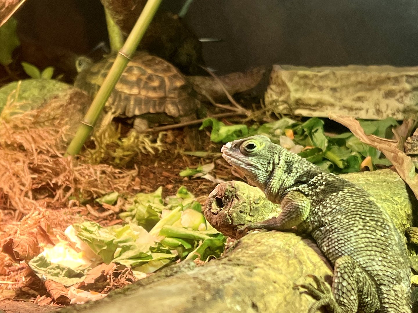 Cuvier Madagascar Swift and Flat-tailed Tortoise