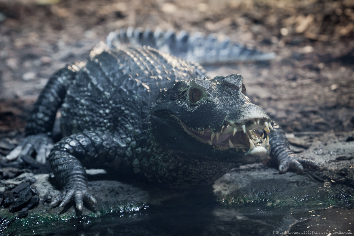 Cuviers Dwarf Caiman - 29/04/2012