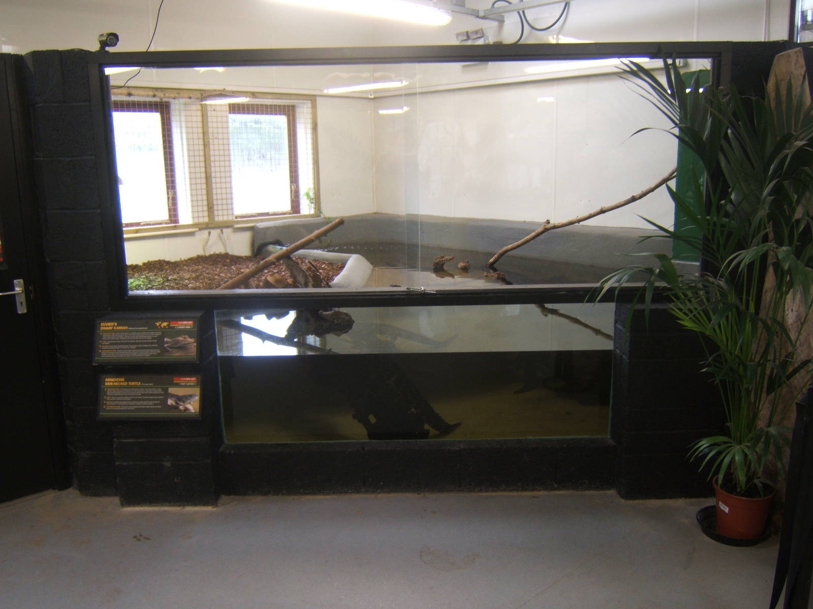 Cuvier`s Dwarf Caiman and Argentine Side-necked Turtle exhibit