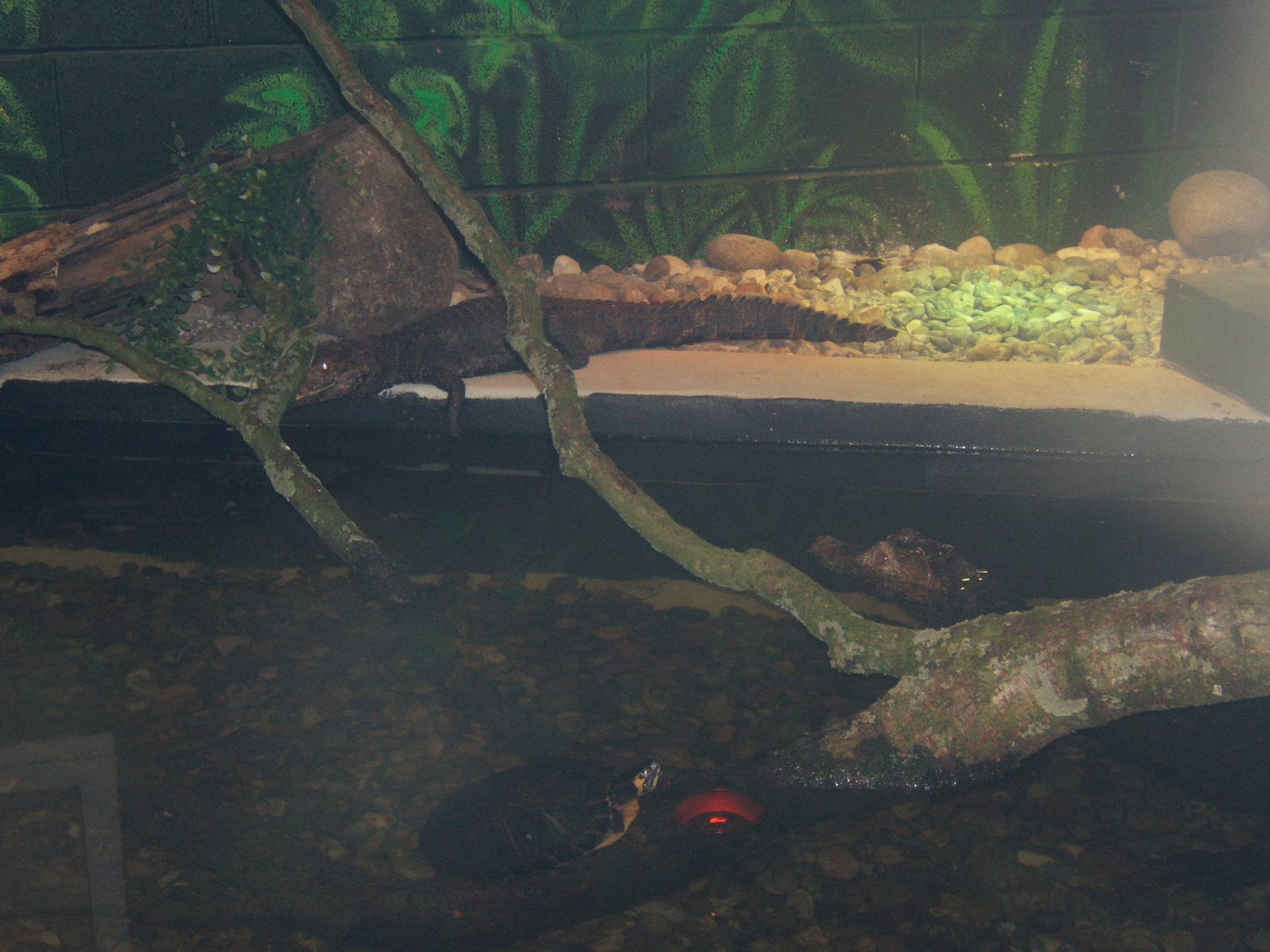 Cuvier`s Dwarf Caiman and Yellow-bellied Slider`s