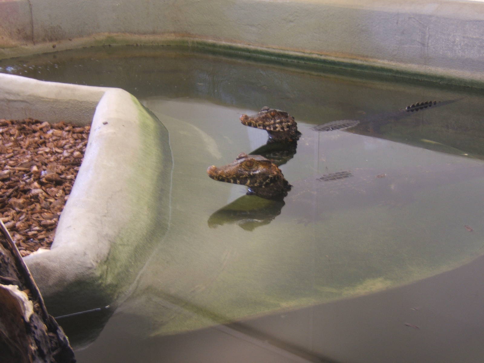 Cuvier`s Dwarf Caiman`s