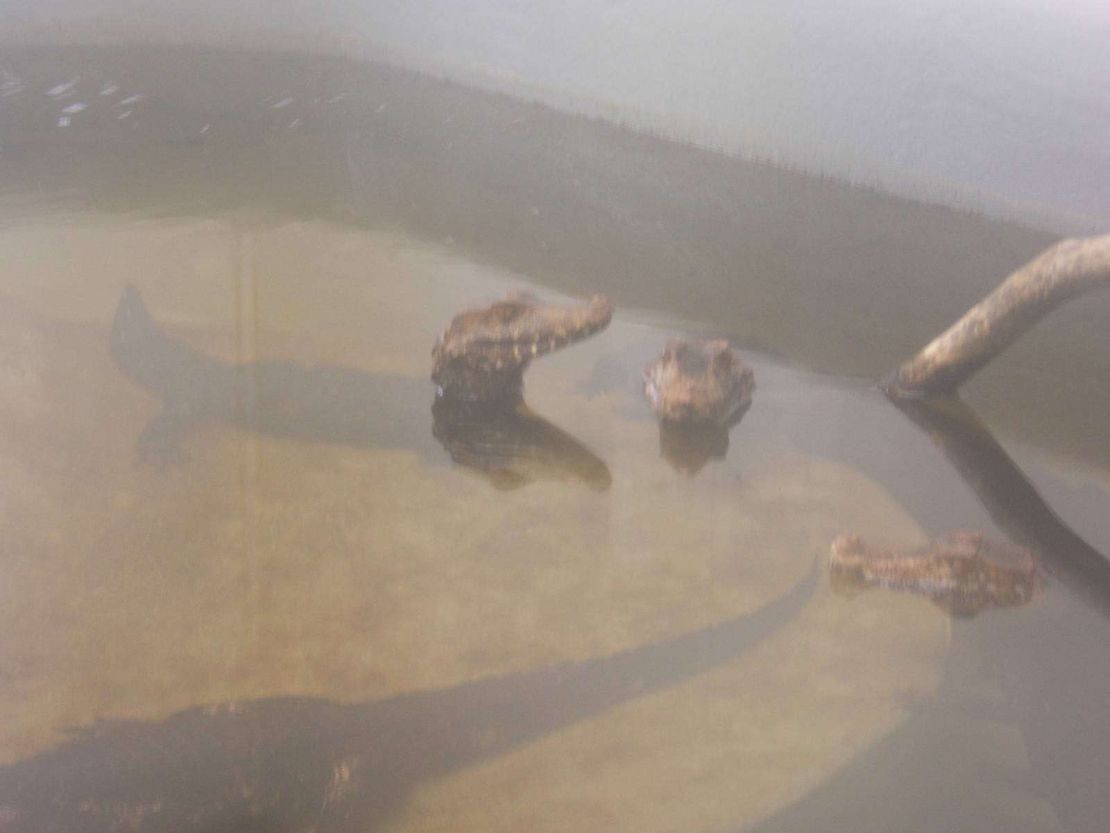 Cuvier`s Dwarf Caiman