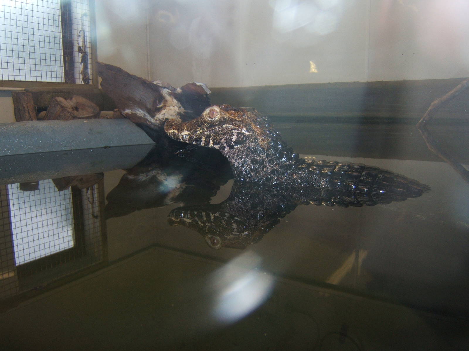 Cuvier`s Dwarf Caiman